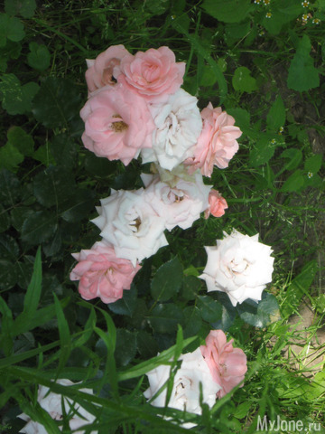 ������� � ���� ������������