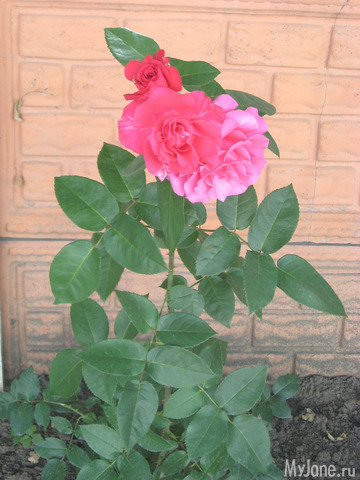 ������� � ���� ������������