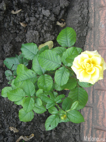 ������� � ���� ������������