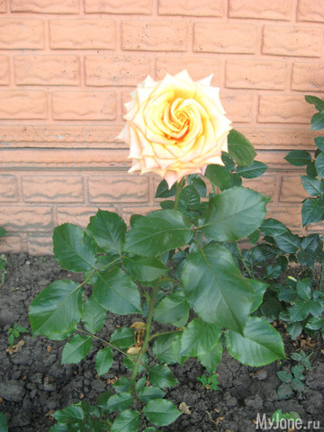 ������� � ���� ������������