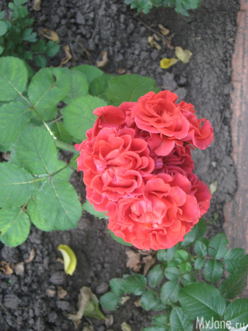 ������� � ���� ������������