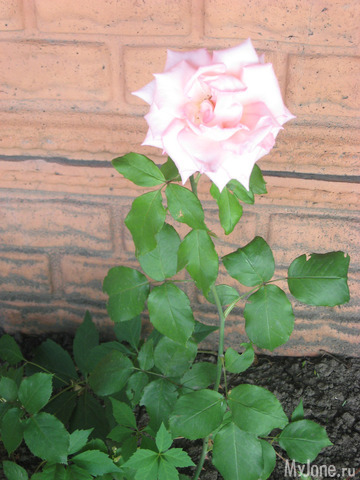 ������� � ���� ������������