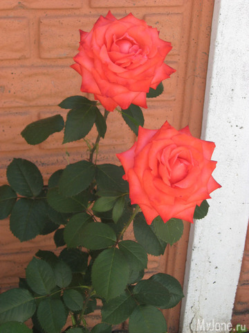 ������� � ���� ������������