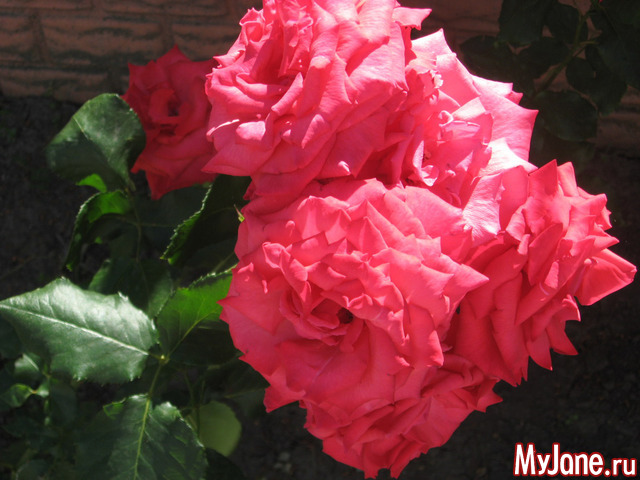 ������� � ���� ������������