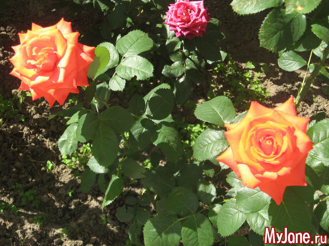 ������� � ���� ������������