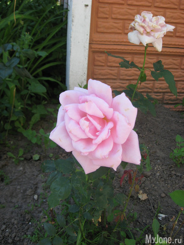 ������� � ���� ������������