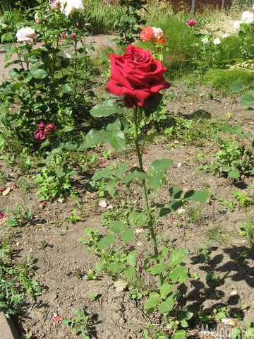 ������� � ���� ������������