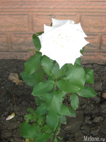 ������� � ���� ������������