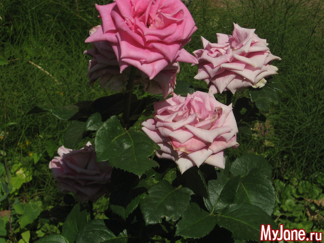 ������� � ���� ������������