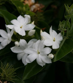 Колерия – пушистый «колумбийский колокольчик» - колерия, происхождение ...