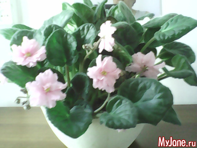 ������� ������.