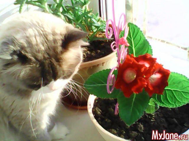 ��������� ����.