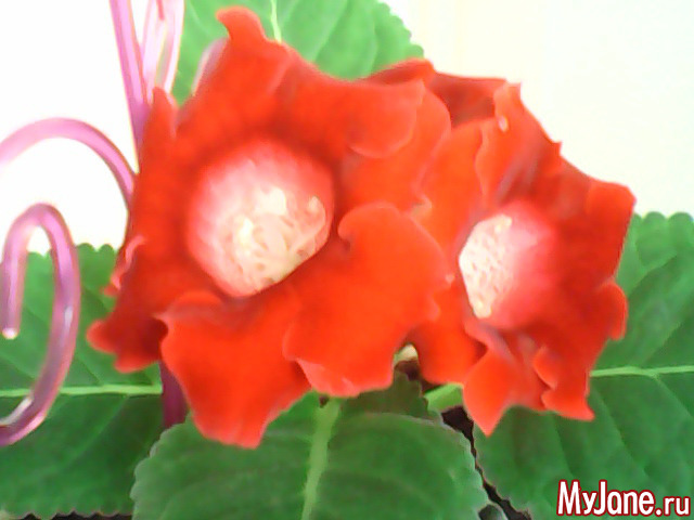 ���������.