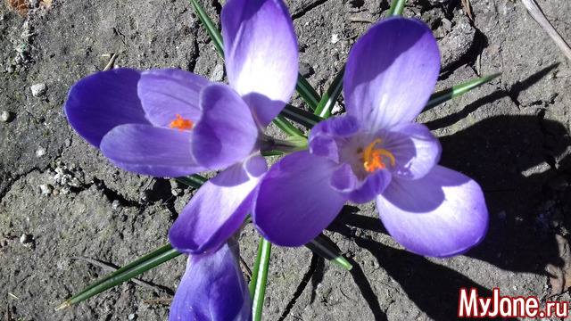 �������� �����