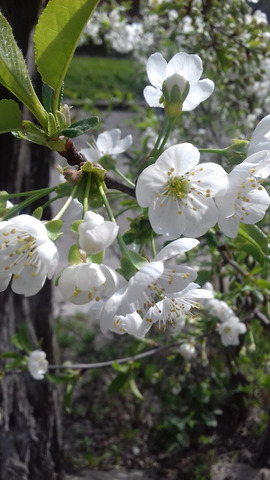 �������� �����