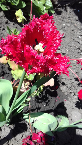 �������� �����