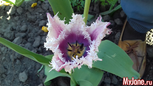 �������� �����