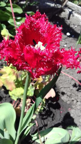 �������� �����