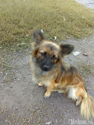 ��������-���������