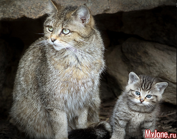 Кавказский Лесной Кот Фото