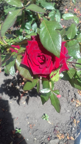 �������� �����