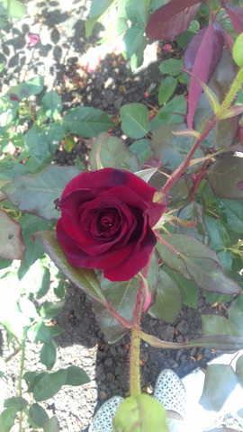 �������� �����