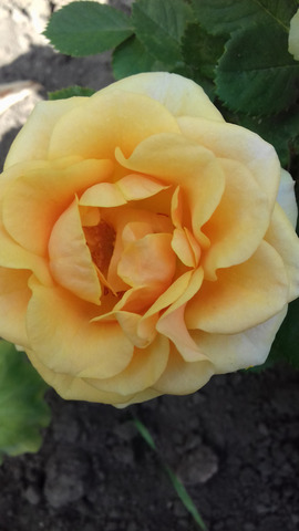 �������� �����