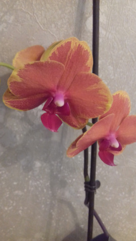 �������� �����