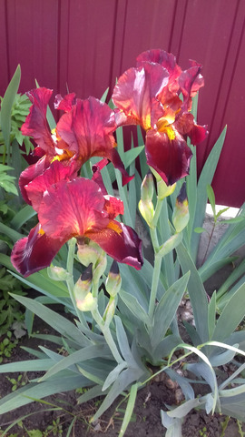 �������� �����