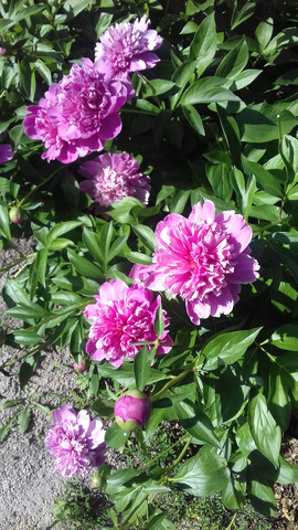 �������� �����