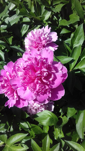 �������� �����