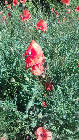 �������� �����