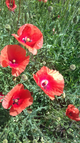 �������� �����