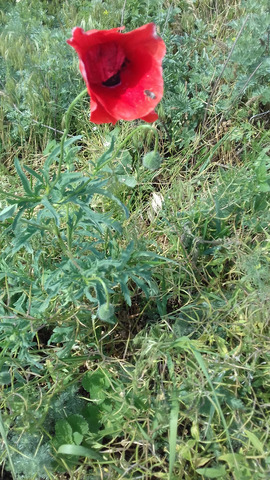 �������� �����