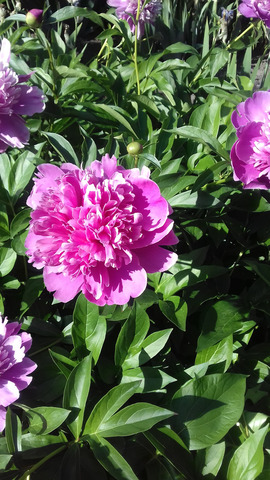 �������� �����