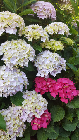 ����� � ����������� �������.