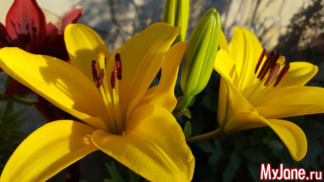 ����� � ����������� �������.