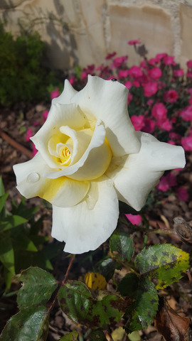 ����� � ����������� �������.