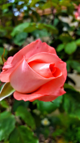 ����� � ����������� �������.