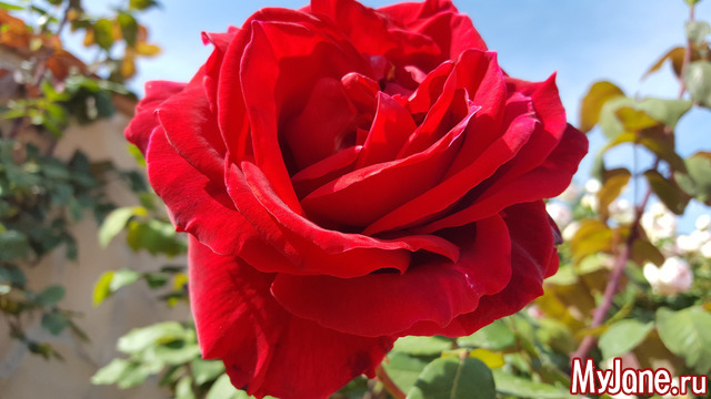 ����� � ����������� �������.