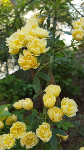 ����� � ����������� �������.