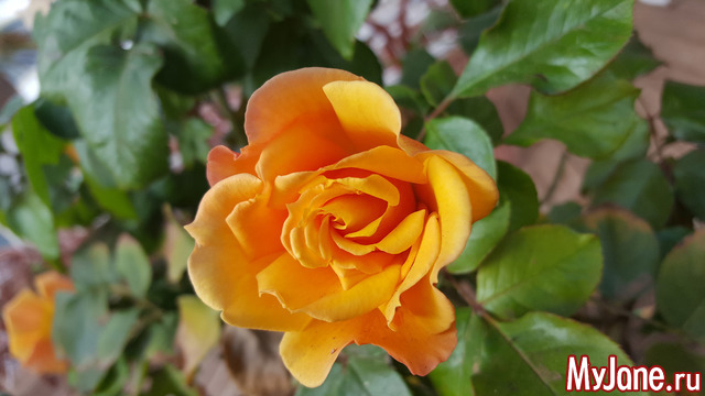 ����� � ����������� �������.