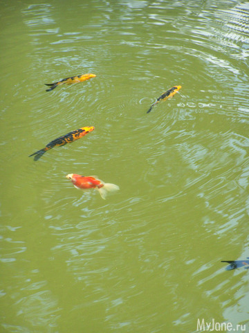 �������� �����