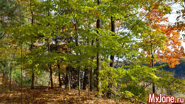 Letchworth State Park. USA. ������ 2018.