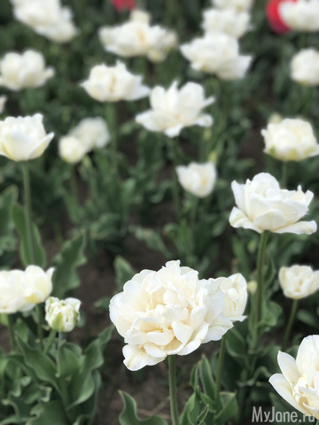 ��������� ���������