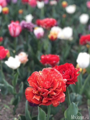 ��������� ���������