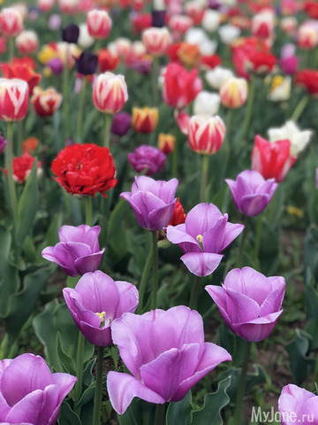 ��������� ���������