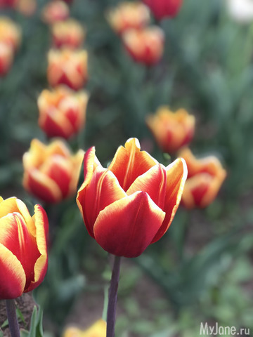 ��������� ���������