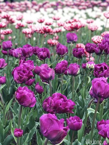 ��������� ���������