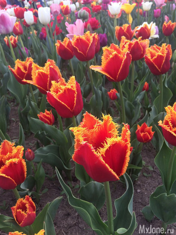 ��������� ���������